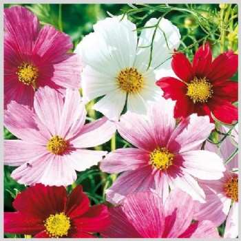 Cosy Cosmea roze/rood/wit mix